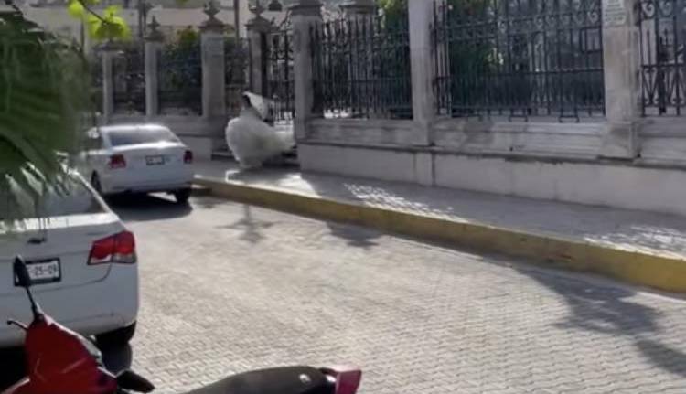 Circula en redes video de novia ‘huyendo’ de la Catedral, en Mazatlán