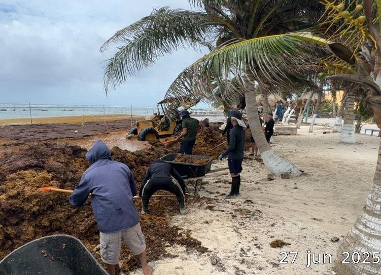 $!Retiran 453.5 toneladas de sargazo en las costas de Quintana Roo