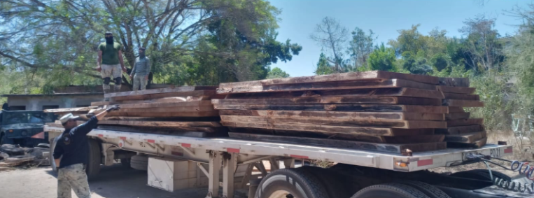 Aseguran en Mazatlán madera de huanacaxtle proveniente de la tala ilegal
