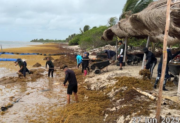 $!Retiran 453.5 toneladas de sargazo en las costas de Quintana Roo
