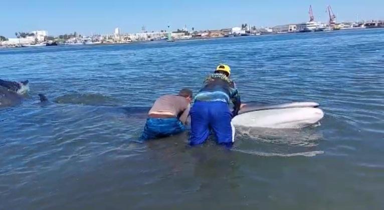 Ayudan a ballena varada a regresar al mar, cerca de la Isla de la Piedra