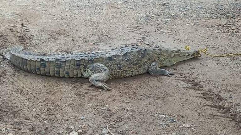 El cocodrilo, de al menos 2 metros de largo, fue rescatado y entregado al Zoológico de Culiacán, que lo liberó en su hábitat natural.