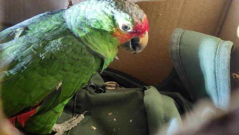 Un loro de la especie amazona frentirroja.