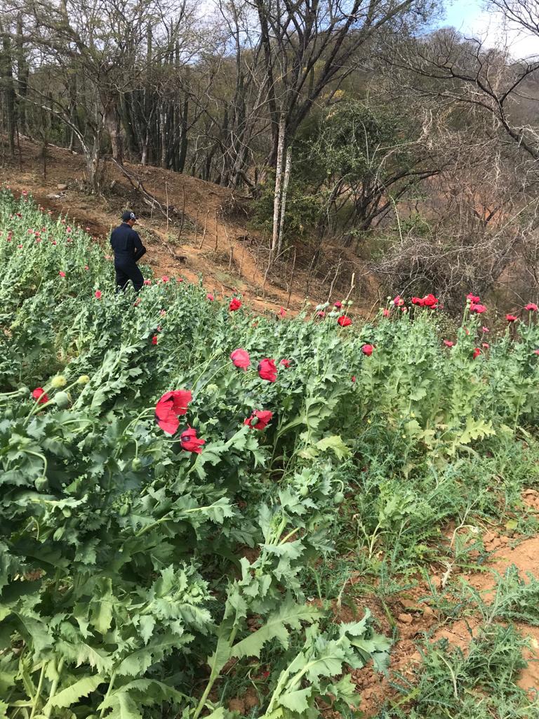 $!Sembrando Vida, uno de los programas prioritarios de AMLO, no contribuye a la sustitución de cultivos ilegales