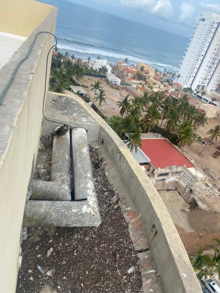 $!En Mazatlán trabajadores de hotel salvan a un halcón peregrino