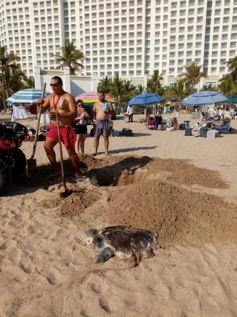 $!En Mazatlán, encuentran en Cerritos, dos tortugas en estado de descomposición