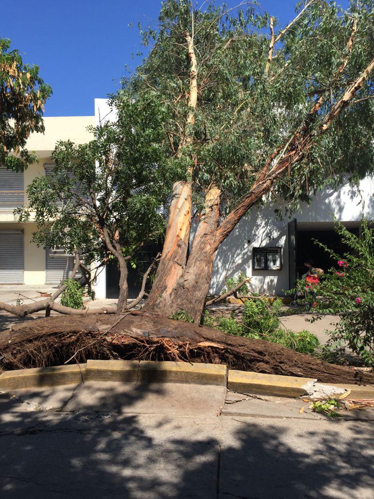 $!En Culiacán, recuento final tras lluvias de miércoles dio como resultado más de 40 reportes de árboles caídos atendidos