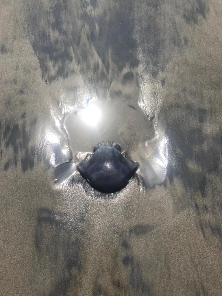 $!Prohibido bañarse en playas de Culiacán por presencia de quemadores