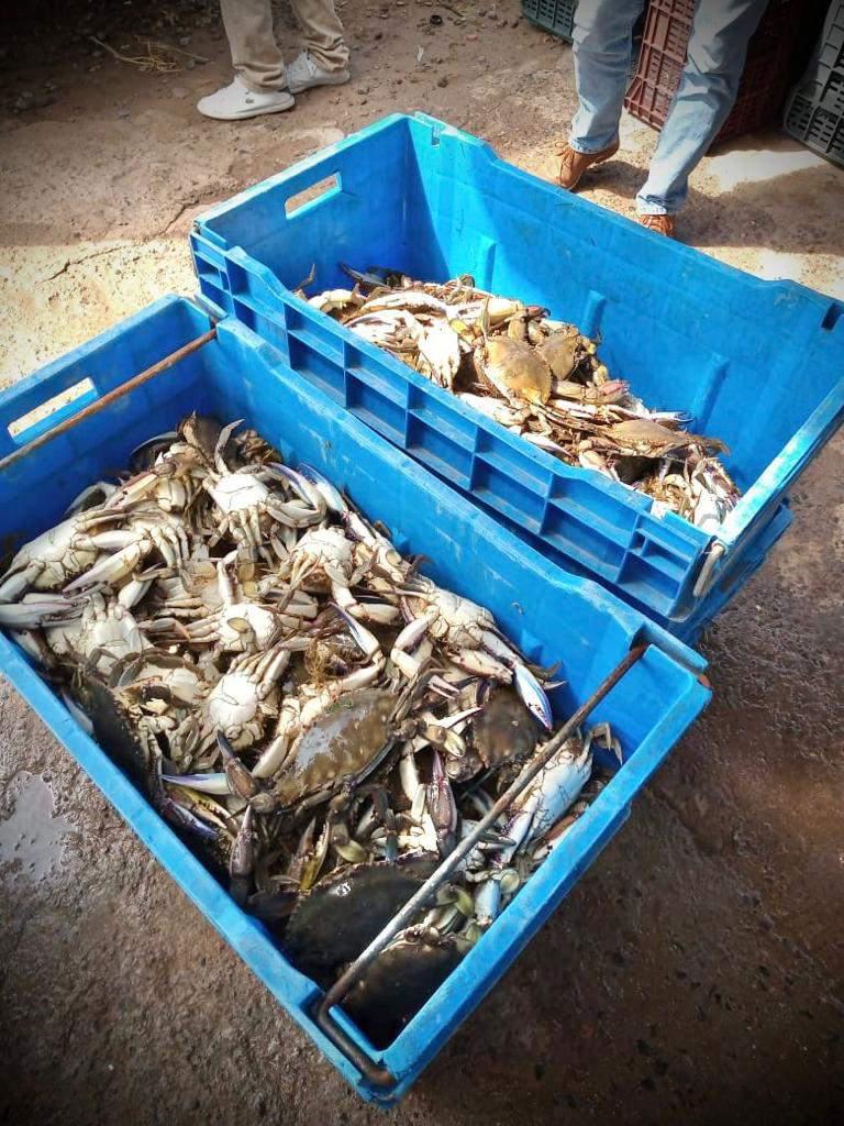 $!Inicia la captura de la jaiba macho en Sinaloa