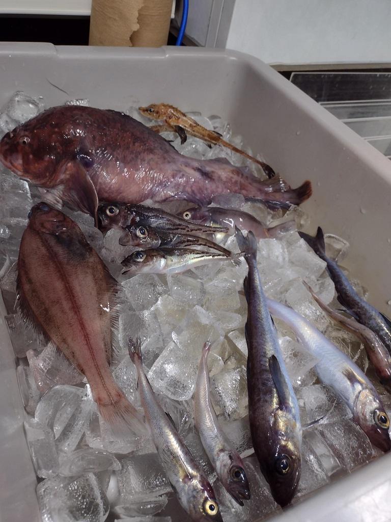 $!¿Cómo afectará el cambio climático a las pesquerías del mundo?