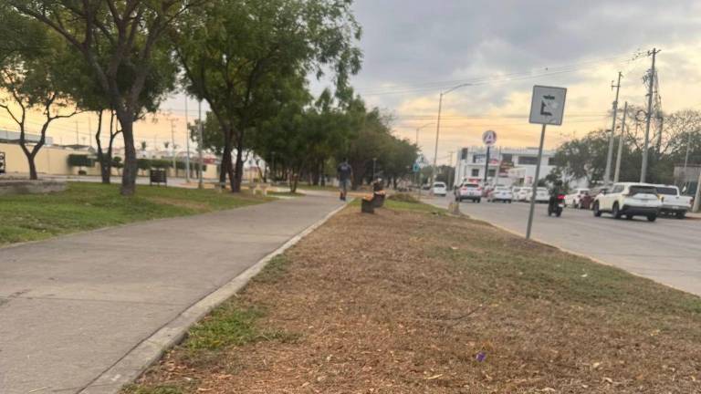 La ambientalista enfatizó que la pérdida no se limita a la vegetación, sino que además implica la desaparición de un componente vivo del paisaje, así como de los beneficios que brindaba a la ciudadanía.