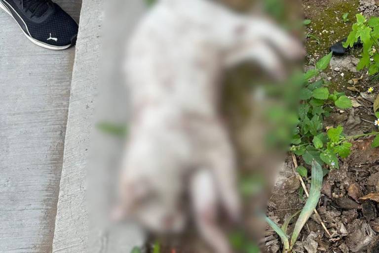 Usuarios alertan sobre maltrato animal; Fiscalía solo acepta denuncia del dueño del gato.