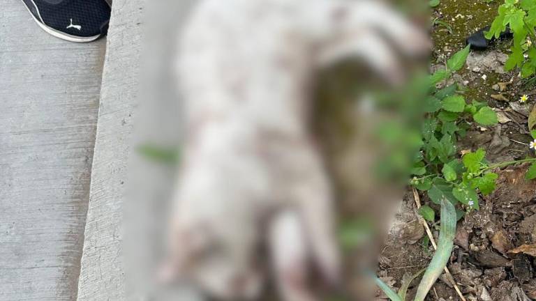 Usuarios alertan sobre maltrato animal; Fiscalía solo acepta denuncia del dueño del gato.