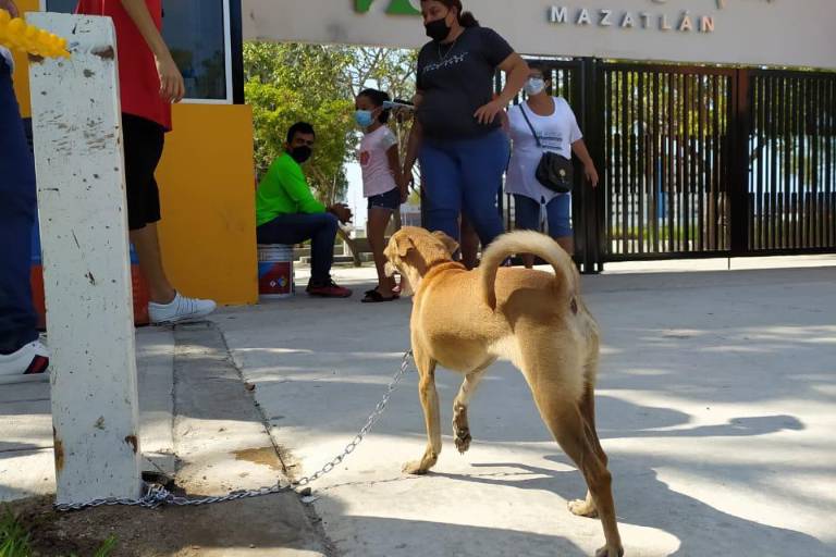 Plantean instalar Hospital de Fauna en espacio del Parque Central de Mazatlán