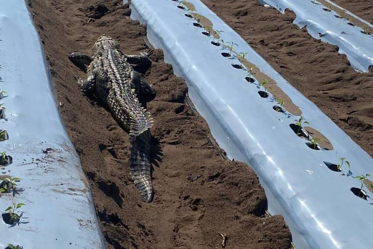 Hallan a cocodrilo entre los surcos de siembra en un rancho agrícola, en Escuinapa