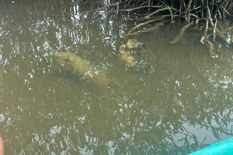 Localizan osamenta al interior de las marismas en Tecualilla