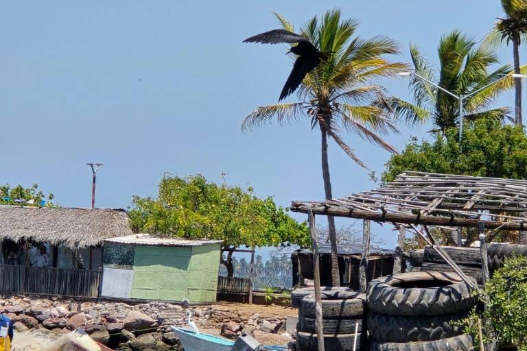 Por embarcaciones, Teacapán concentra ‘criaderos’ de mosco del dengue, advierte Salud