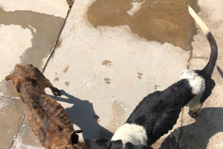 Ecología de Mazatlán enlaza a dos perritos con fundación que los atenderá