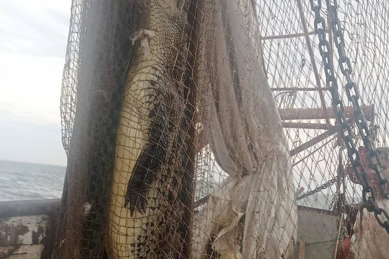 Captura barco pesquero un caimán frente a la playa La Tambora