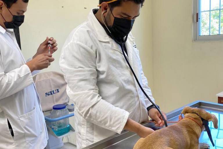 Hospital de Pequeñas Especies ofrece el servicio de consulta médica para perros y gatos