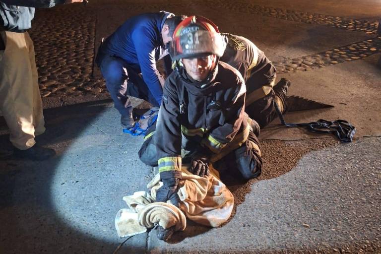 Capturan un cocodrilo en la vialidad cerca de hotel en la zona de Cerritos