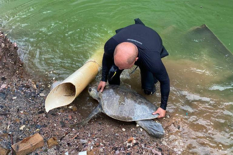 Rescata personal del Gran Acuario a tortuga golfina y la regresa al mar