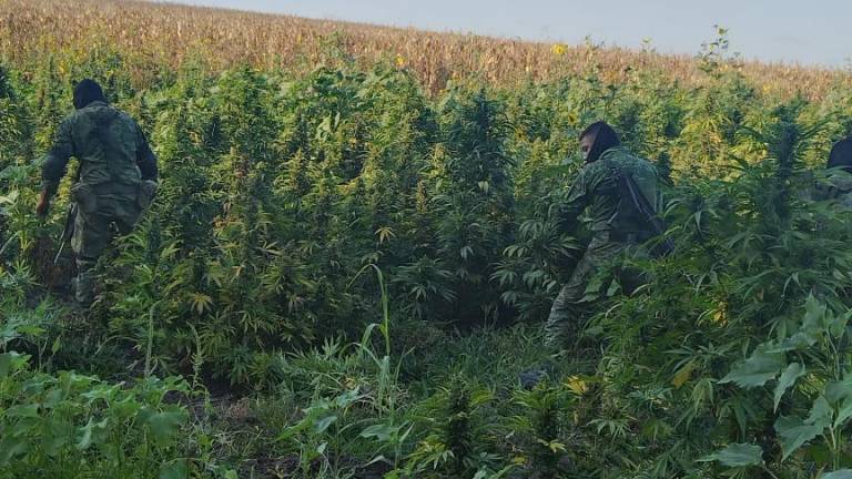 Ejército y PEP destruyen plantío de mariguana en Mocorito