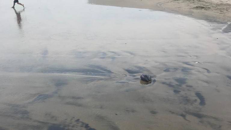 Por quemadores en las costas del municipio de Culiacán, el Gobierno municipal prohibirá bañarse en playas