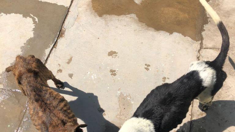 Ecología de Mazatlán enlaza a dos perritos con fundación que los atenderá