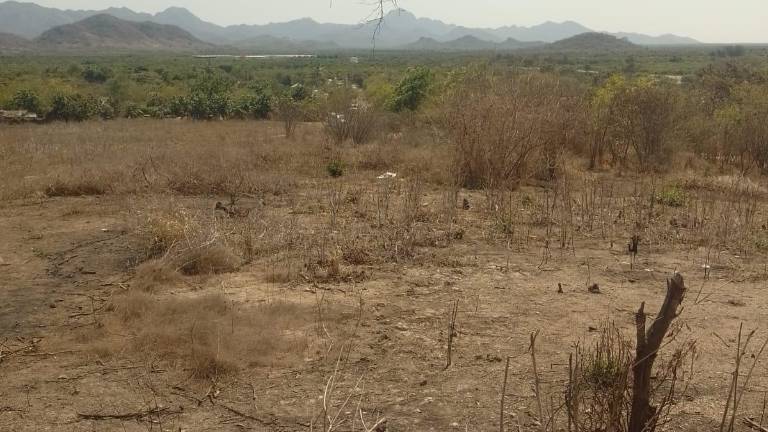 Localizan a un hombre sin vida en El Trébol, en Escuinapa