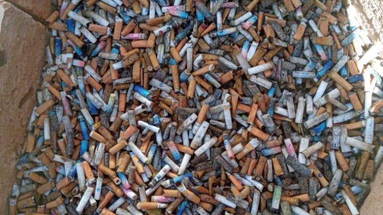 Impiden que 2 mil colillas de cigarros acaben en el mar, en Mazatlán