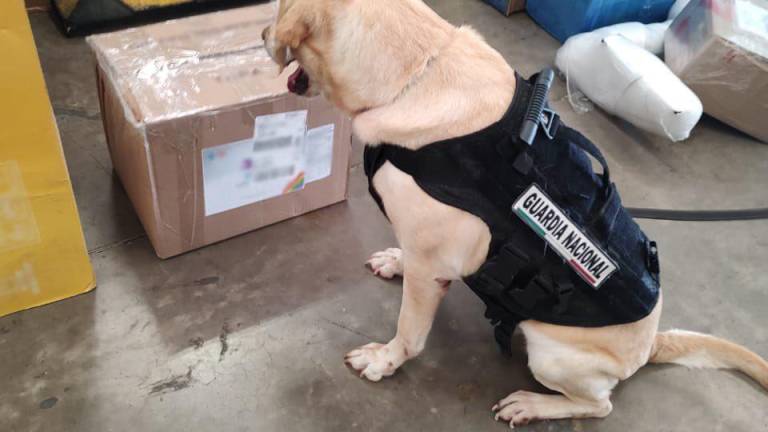 El binomio canino se interesó por una caja de cartón por lo que se procedió a abrirla y corroborar.