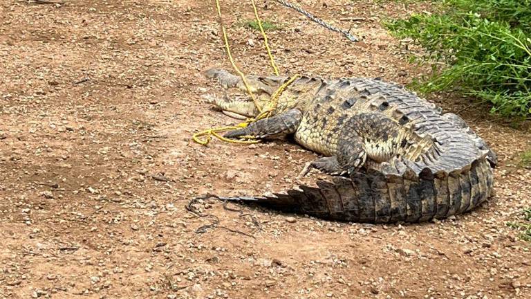 El reptil ya se encuentra en el santuario de Ostok en la comunidad de La Campana, en Culiacán.