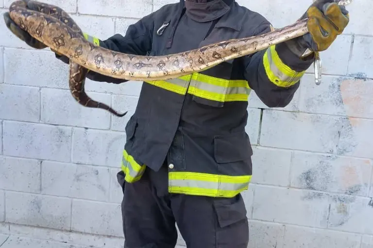 Retiran víbora en Santa Fe, al sur de Mazatlán y la reubican en zona lejana de la población