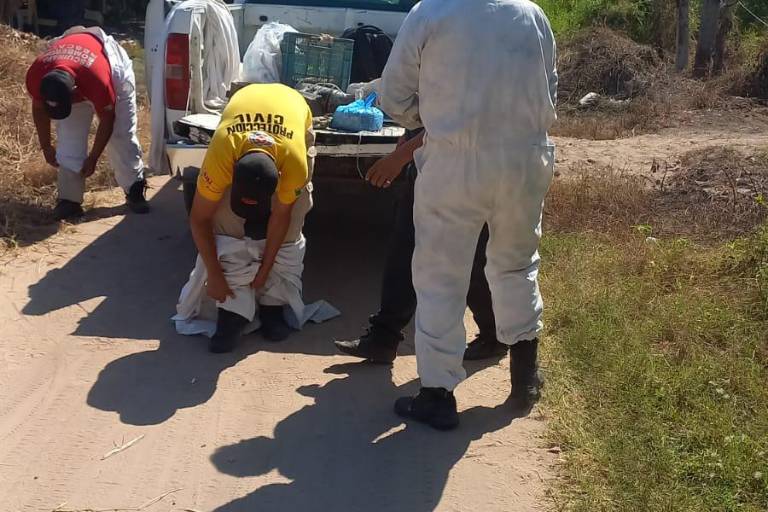 Ataca enjambre de abejas a una adulta mayor en Teacapán