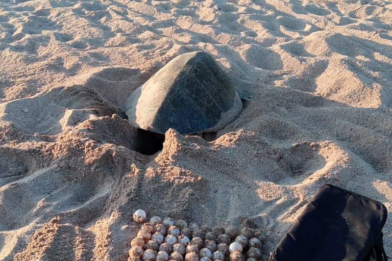 Contaminación, depredación y sequía frenan desove de tortugas en playas de México