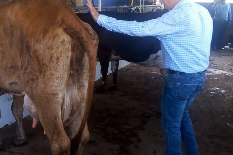 En Mazatlán arranca programa de inseminación artificial de 1,500 cabezas de ganado