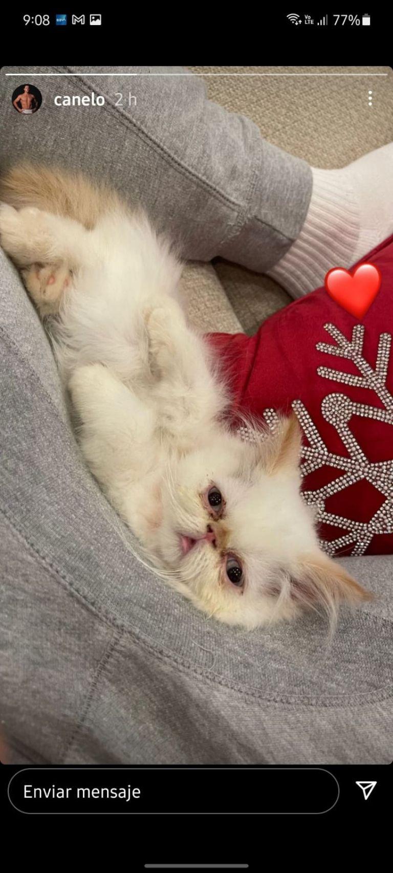 $!Canelo Álvarez presume su nueva excentricidad: un gato persa de casi mil dólares