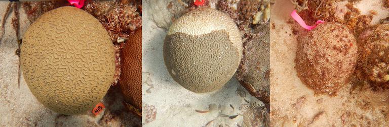 $!La carrera científica por entender la enfermedad que está matando los corales caribeños a pasos agigantados