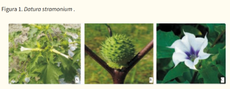 $!Imagen de Datura stramonium. En la letra A se observan sus hojas y flores; B, el fruto; en la C, la flor. Fuente: NLM.