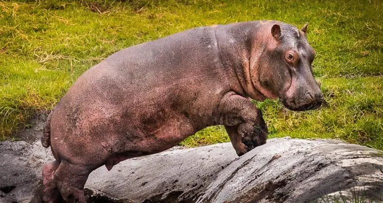 $!Colombia autorizó la eutanasia a hipopótamos: ¿Cuál ha sido el impacto de esta especie invasora en la biodiversidad?