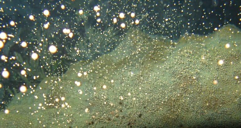 $!Desove del coral montañoso Orbicella faveolata, una de las especies reproducidas en laboratorio.