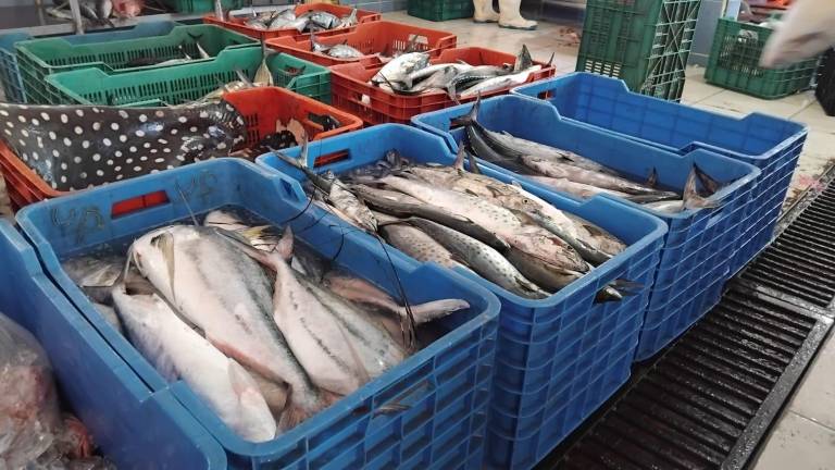 Pescadores de la Isla de la Piedra enfrentan una de las temporadas más bajas en años recientes, con menor volumen de captura.