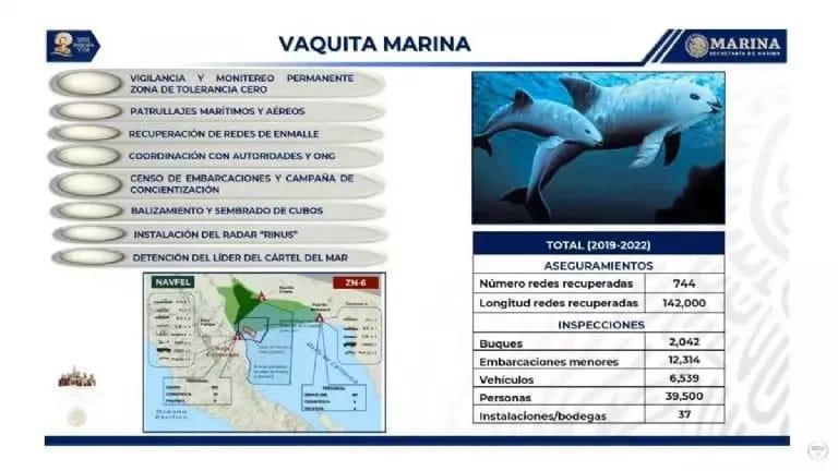 La Secretaría de Marina da a conocer detalles sobre las acciones que se han realizado para la protección de la vaquita marina.