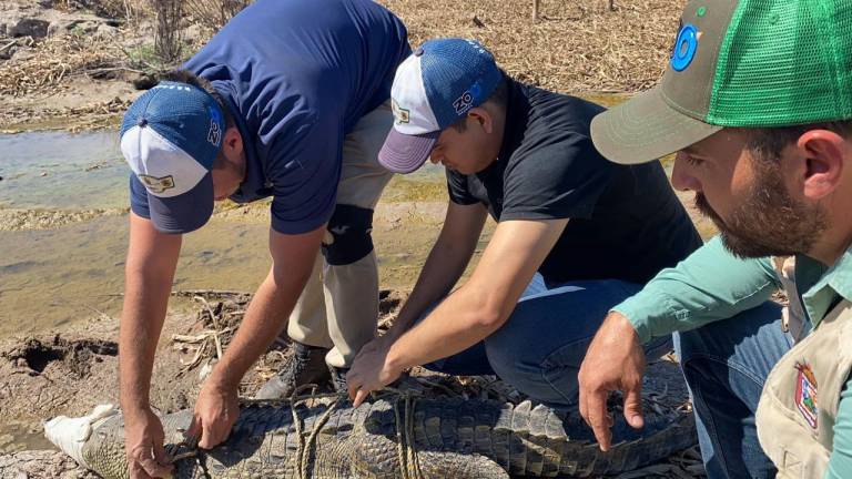 Zoológico de Culiacán reubica a cocodrilo y coatí en laguna de Chiricahueto