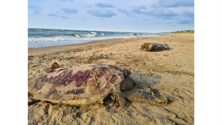 La Fundación acompañó su denuncia de varias fotos en las que se ven tortugas muertas en las costas, además de manchas negras en la arena.
