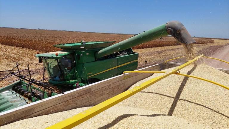 Segalmex libera pagos de coberturas a más de 3,700 productores de maíz en Sinaloa