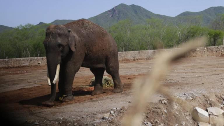 $!¡Se termina la espera! ‘Vireky’, la novia del elefante ‘Big Boy’, está por llegar a Culiacán