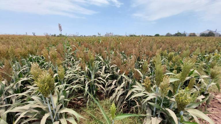 Cerrará ciclo agrícola sin problema de plagas en valle de Guasave