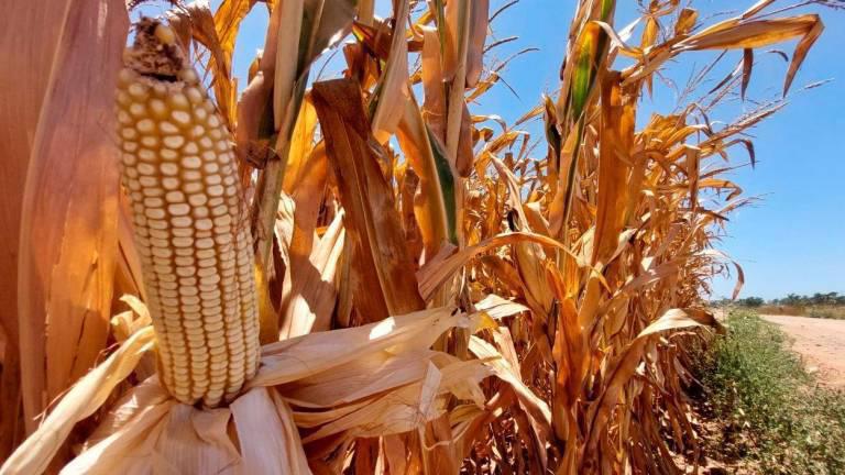 Anuncia Rocha Moya la compra de otro millón de toneladas de maíz